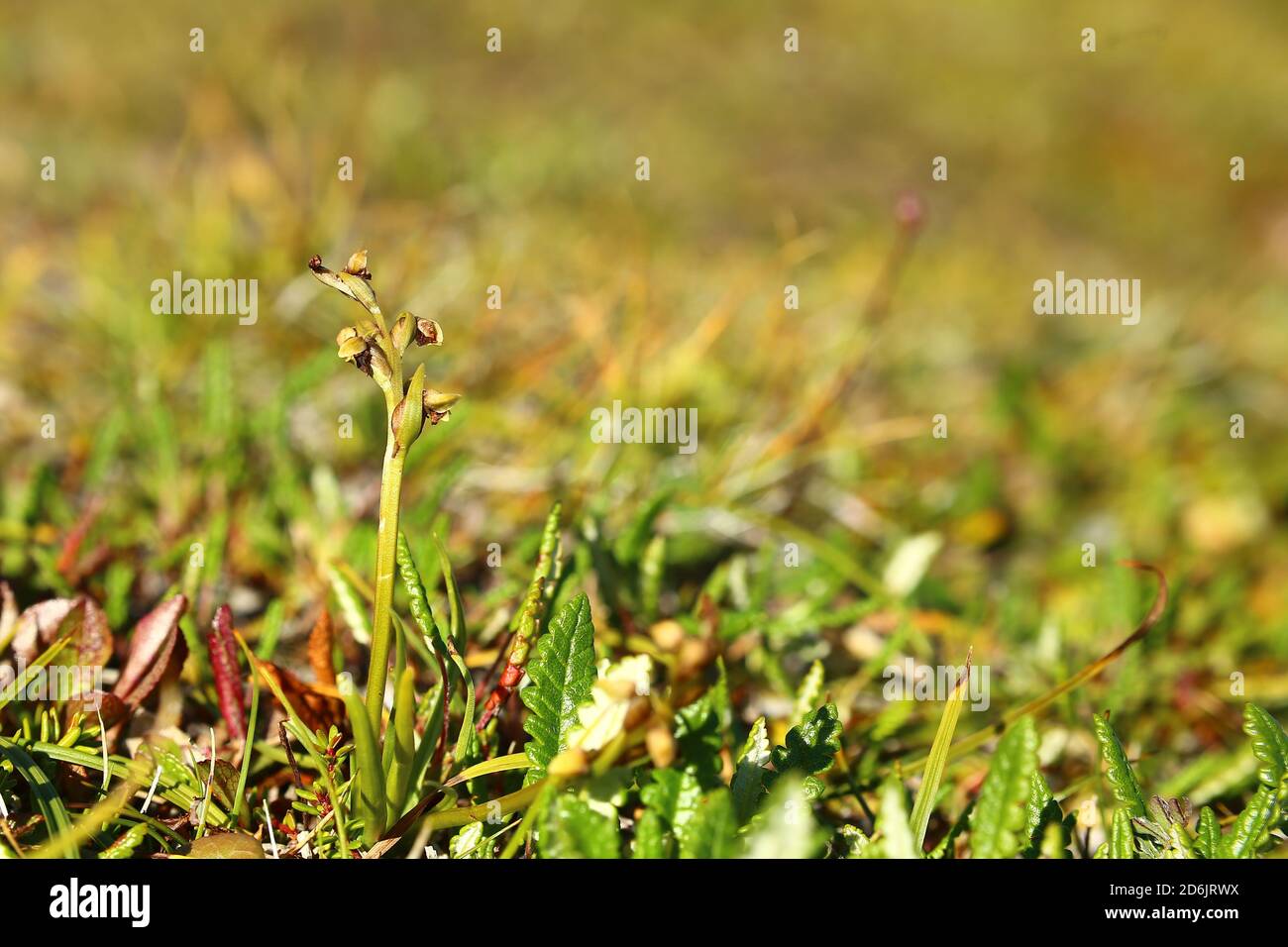 The false musk orchid (Chamorchis alpina) in heath landscape. Stock Photo