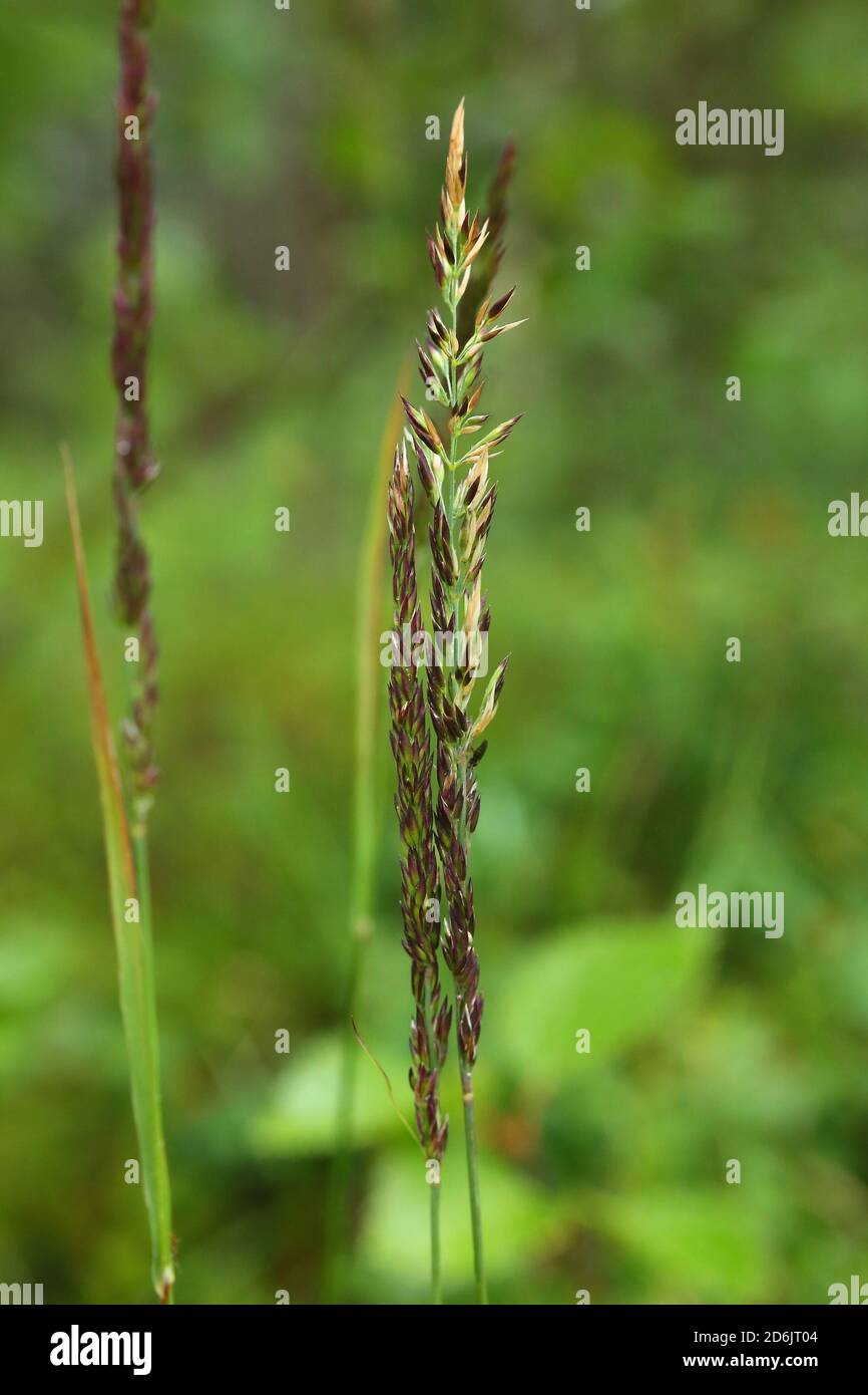 Spikes of Deschampsia cespitosa, the tufted hairgrass. Stock Photo