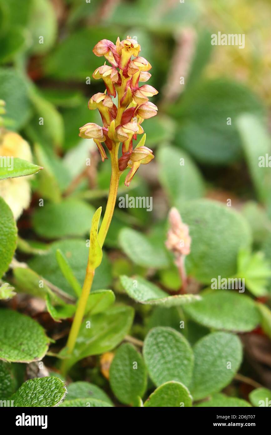 The flowering frog orchid, or Coeloglossum viride. Stock Photo