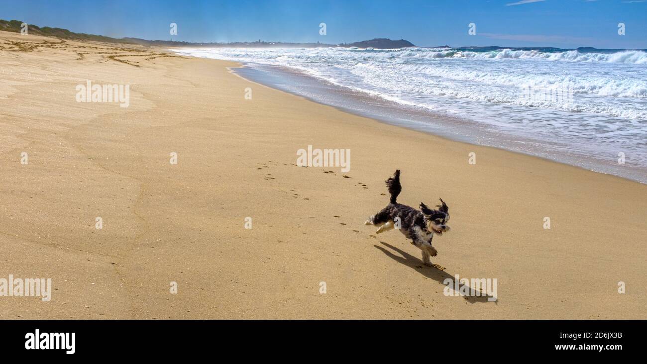 Happy small poodle cross dog running free along Warilla Beach, NSW, Australia, a leash free dog beach. Holidays with dogs. Stock Photo