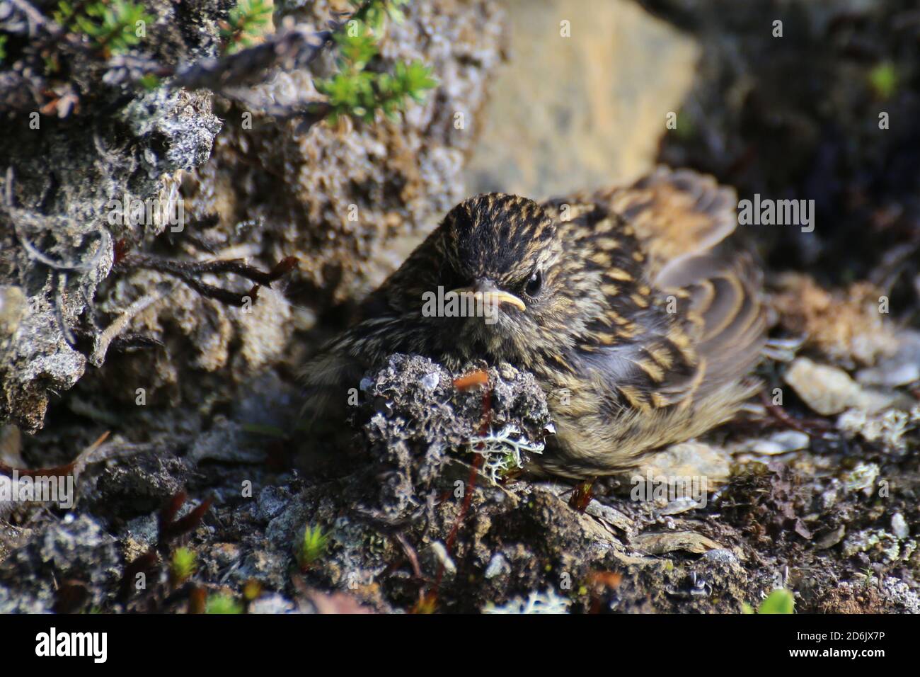 A young bluethroat cowering on the ground. Stock Photo
