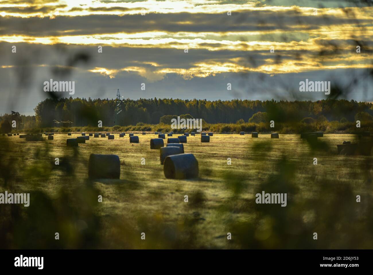 view of a grassy haystack meadow in the early morning covered with ...