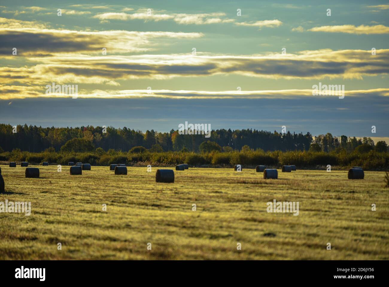 view of a grassy haystack meadow in the early morning covered with trees and shrubs, but clouds in the sky with sunlight Stock Photo