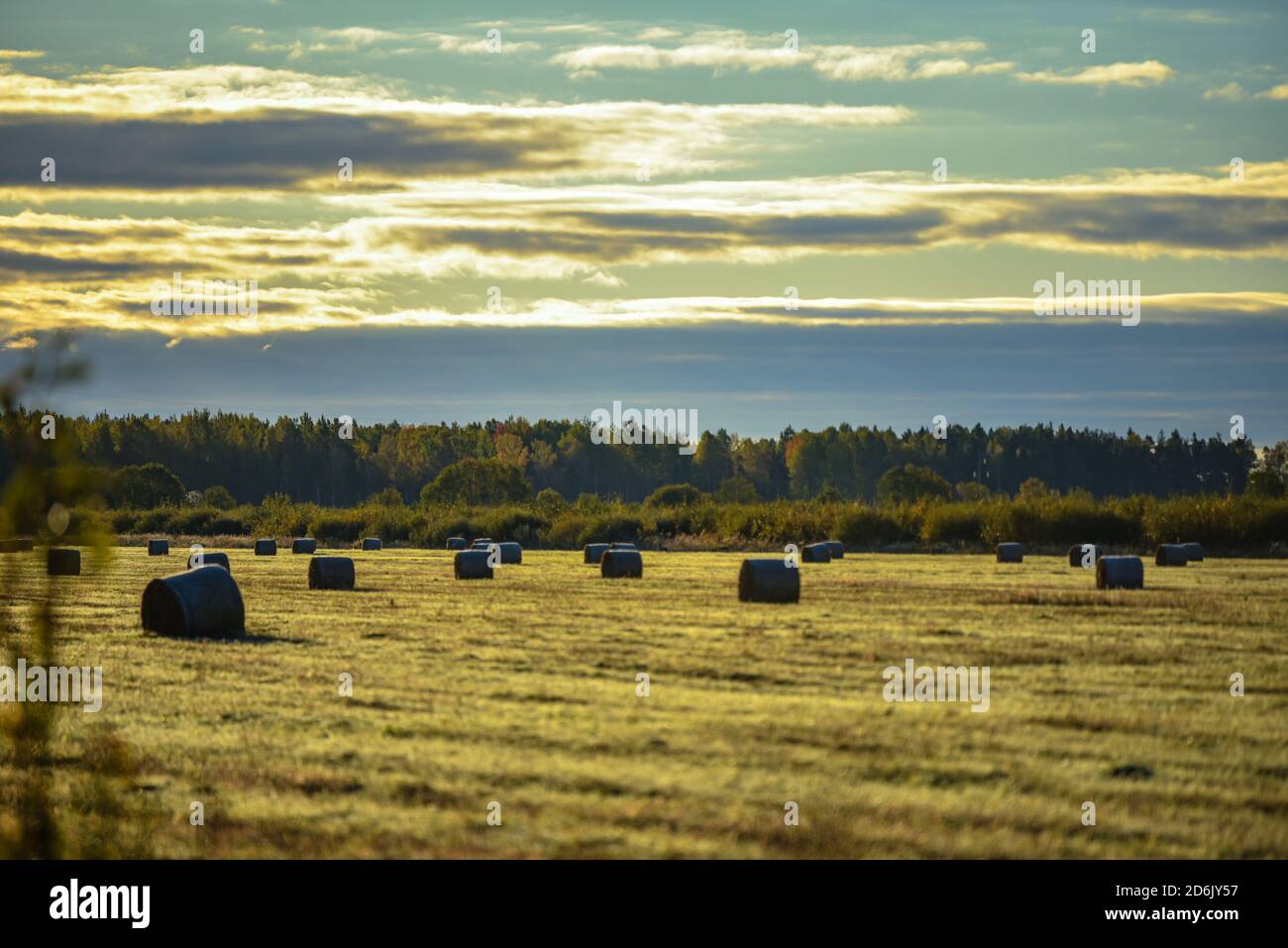 view of a grassy haystack meadow in the early morning covered with ...