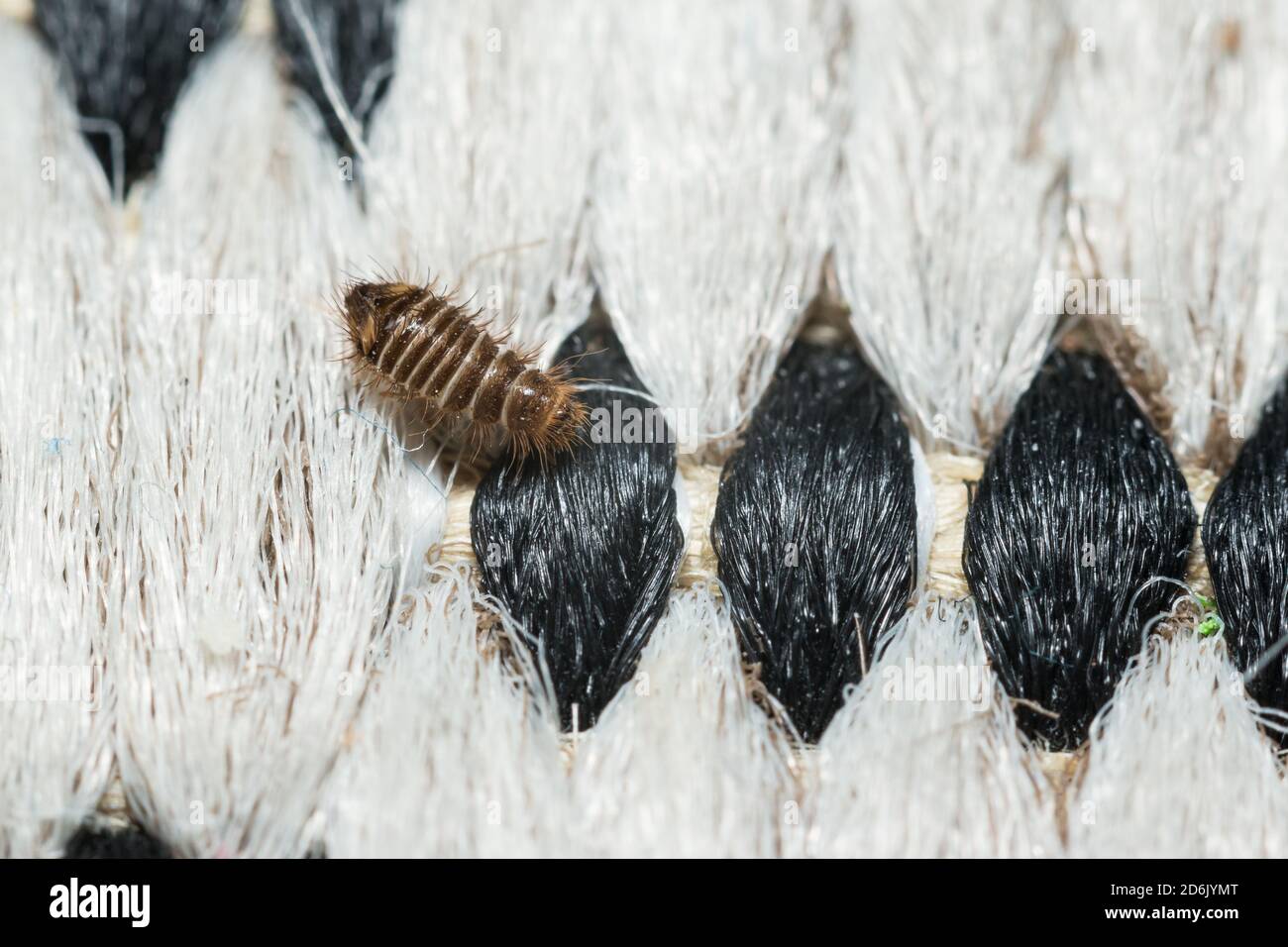 Museum beetle larva indoors on a carpet Stock Photo