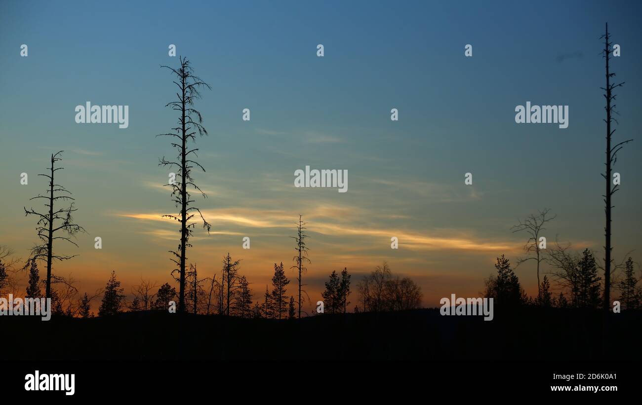 Polar stratospheric clouds over tree silhouettes in Sweden. Stock Photo