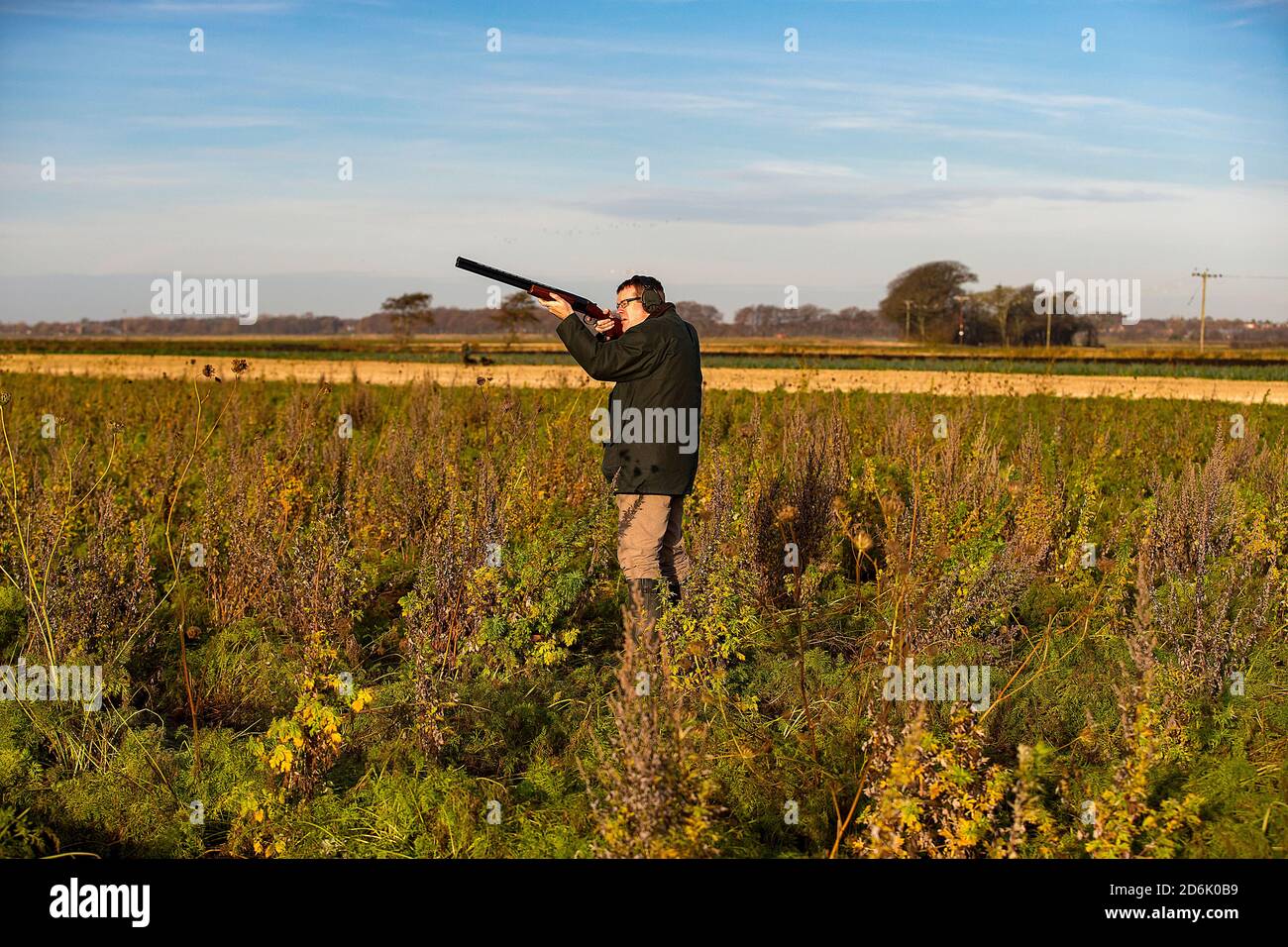 Shooting from a cover crop on a driven pheasant shoot in Lancashire
