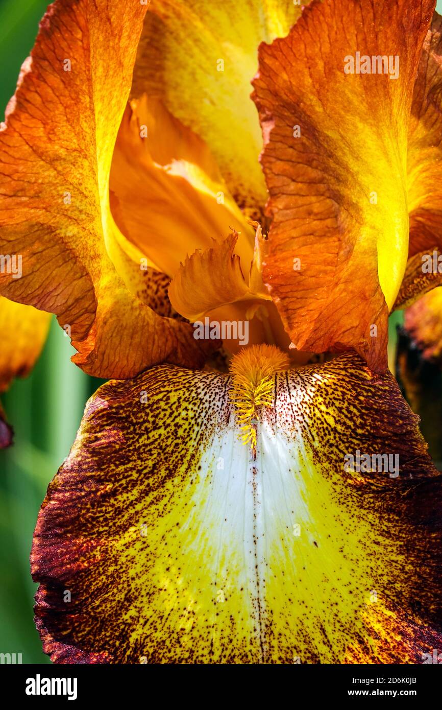 Orange Bearded iris 'Spreckles' Beautiful flower closeup beard stamens Stock Photo