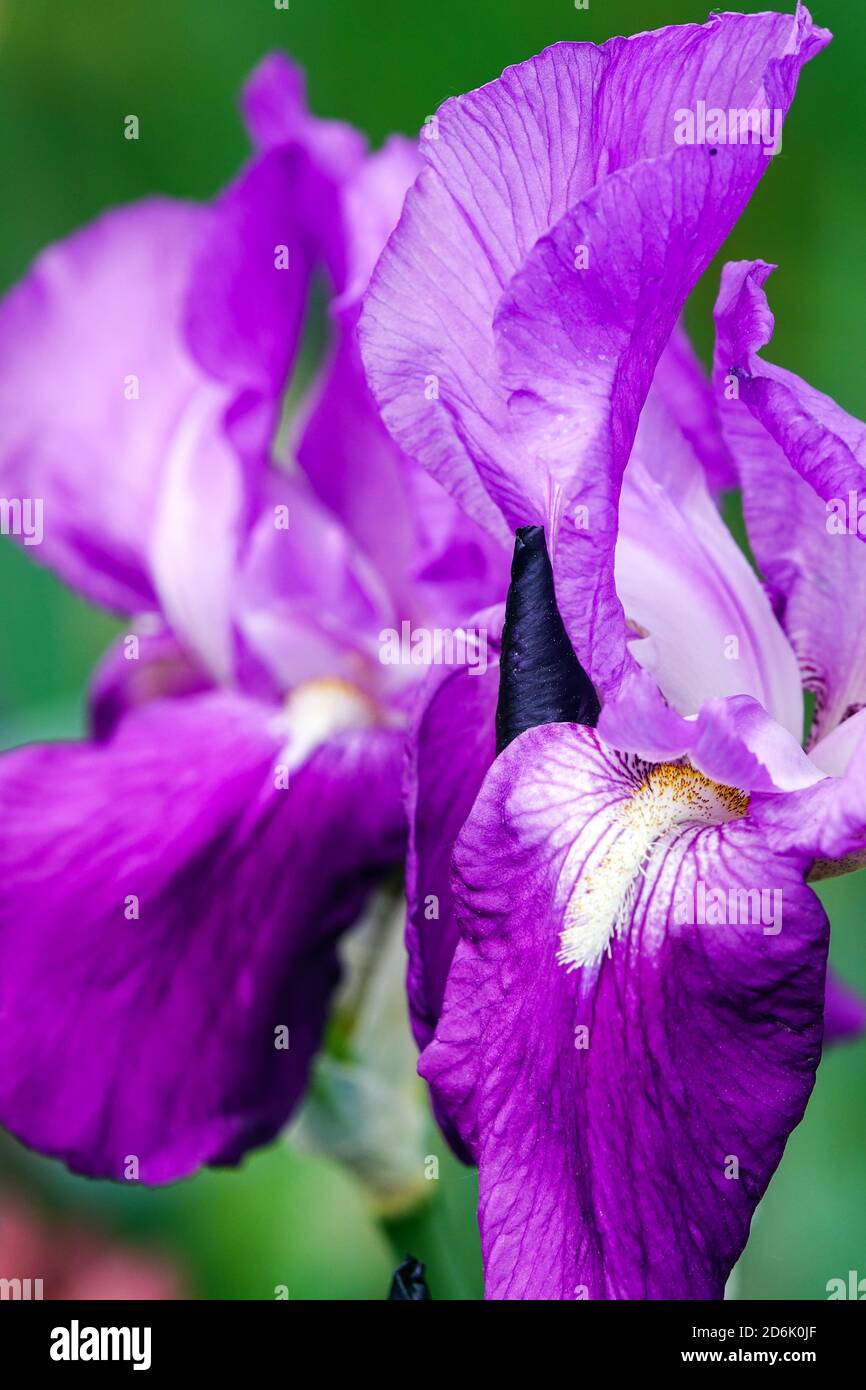 Purple Bearded iris Rapsodie Beautiful flower closeup Stock Photo
