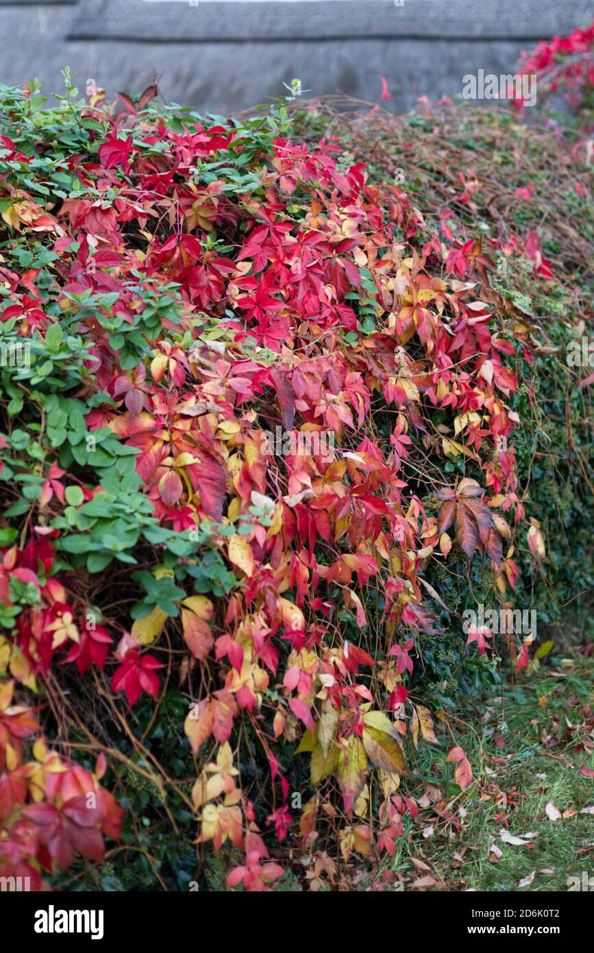 Autumn colours in the cotswolds Stock Photo