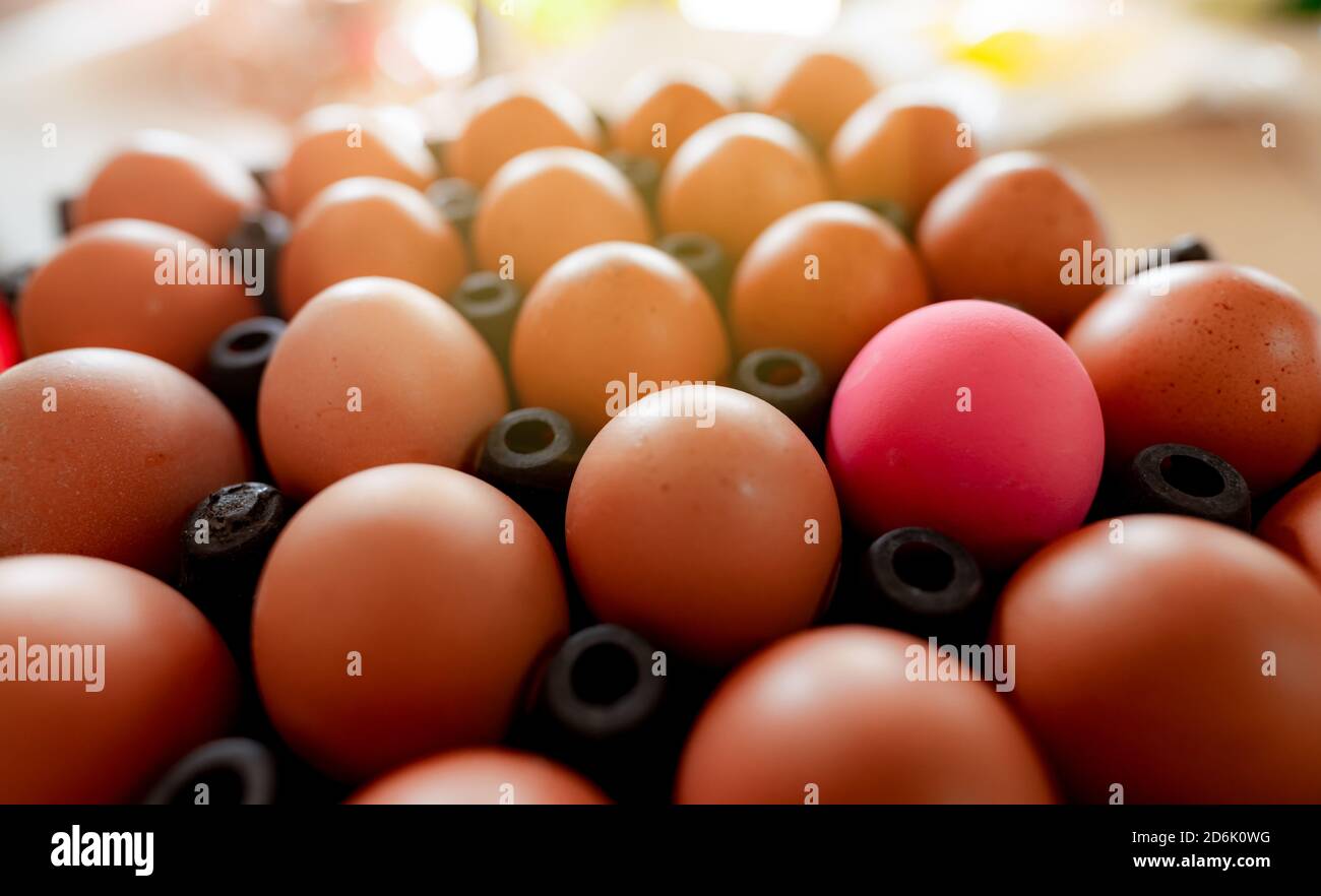 Egg in black plastic tray in chicken farm. Eggs in carton. Hen eggs