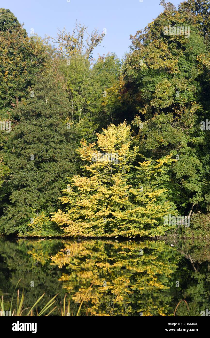 farnborough lake warwickshire Stock Photo Alamy