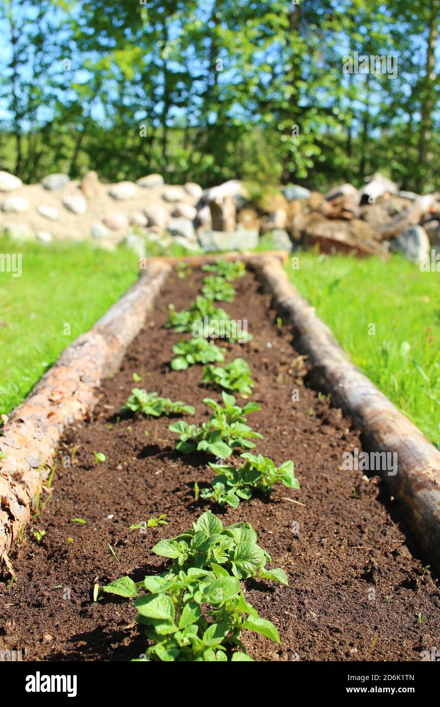 Raised bed garden log hi-res stock photography and images - Alamy