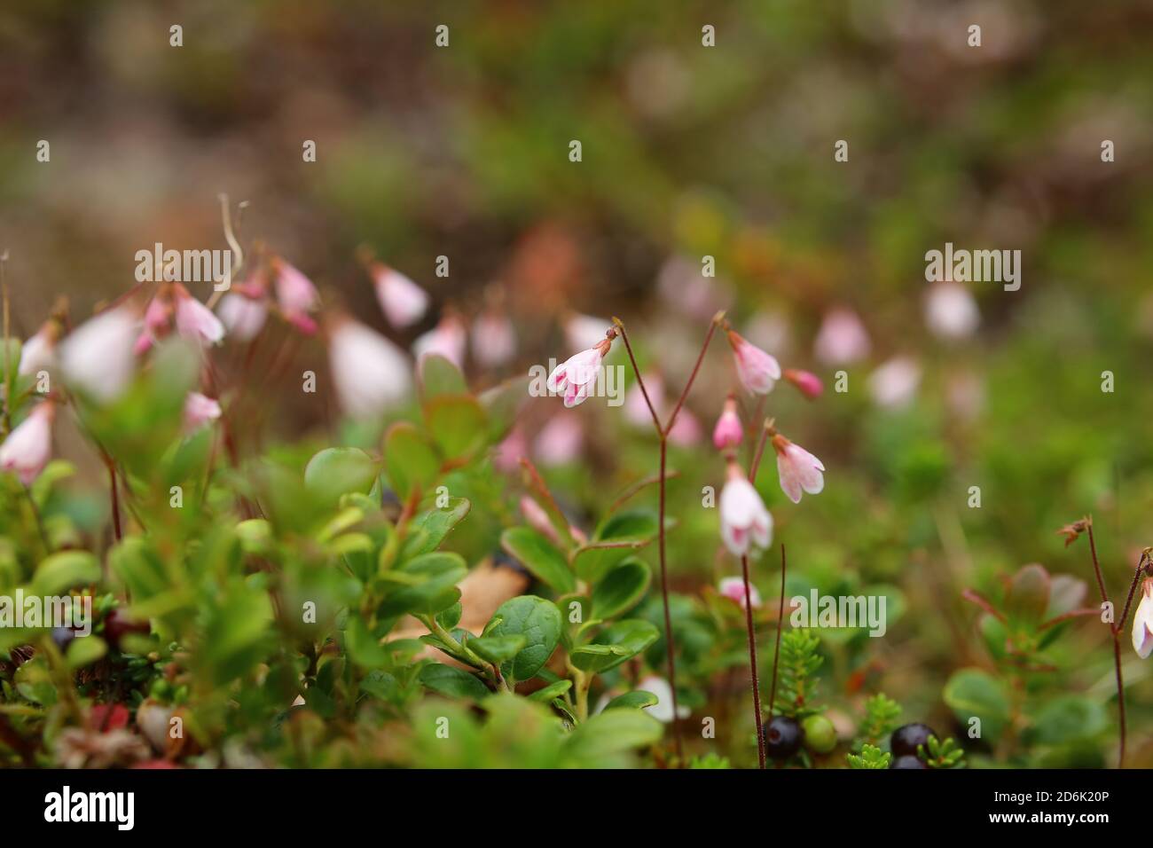 Linnaea borealis, the Twin flower, with many blossoms. Stock Photo