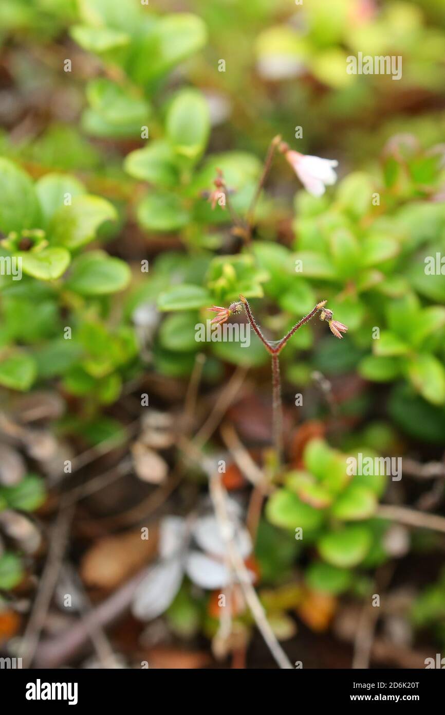 Linnaea borealis, the Twin flower, flowering and fruiting. Stock Photo