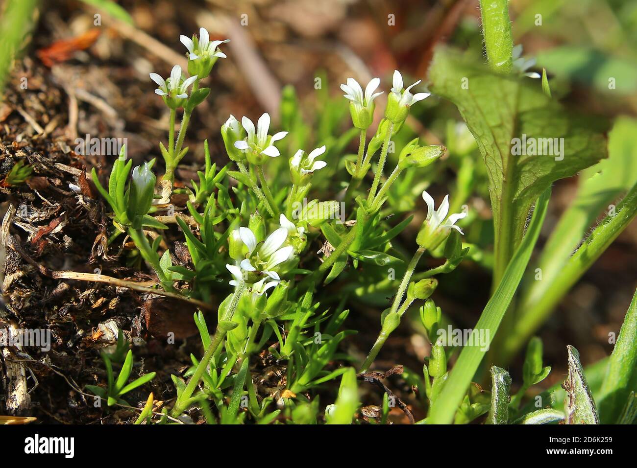 Minuartia biflora, also called the mountain sandwort. Stock Photo