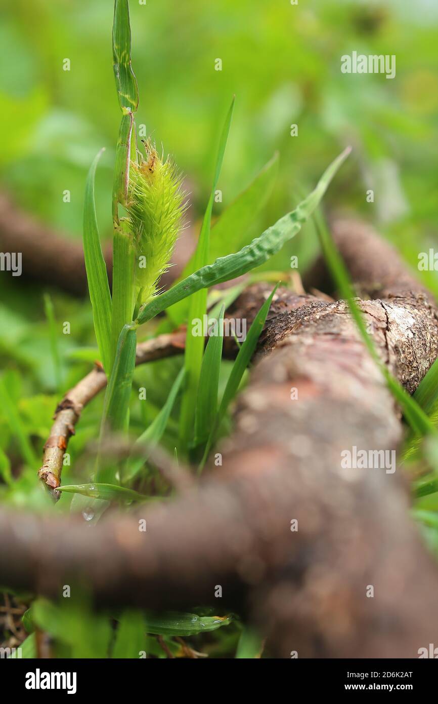 Spike of phleum alpinum growing under a dead branch. Stock Photo