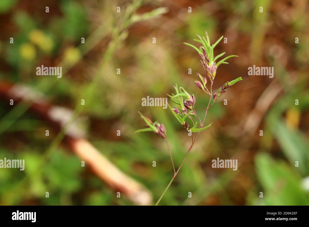 Young shoots of Poa bulbosa, bulbous meadow-grass, growing from the spike. Stock Photo