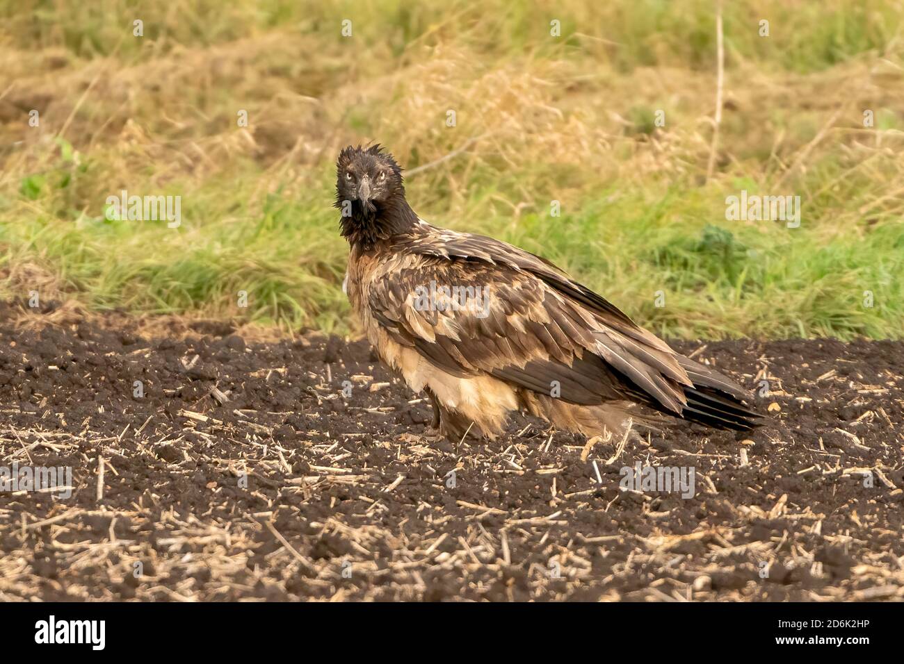 Bearded Vulture Gypaetus Barbatus Exceptionally Rare Visitor To The Uk Thorney 3488