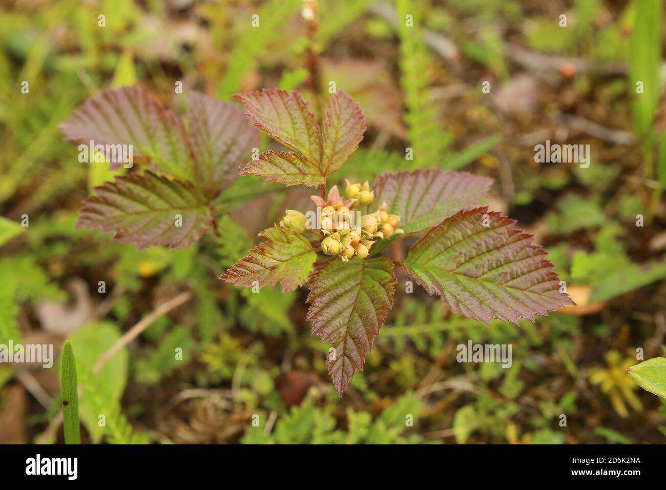 Rubus saxatilis, the arctic bramble, with unripe fruits. Stock Photo