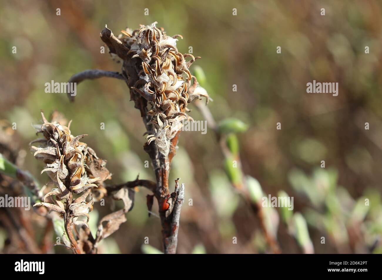 Catkins of Salix glauca, the grayleaf willow, during seed dispersal. Stock Photo