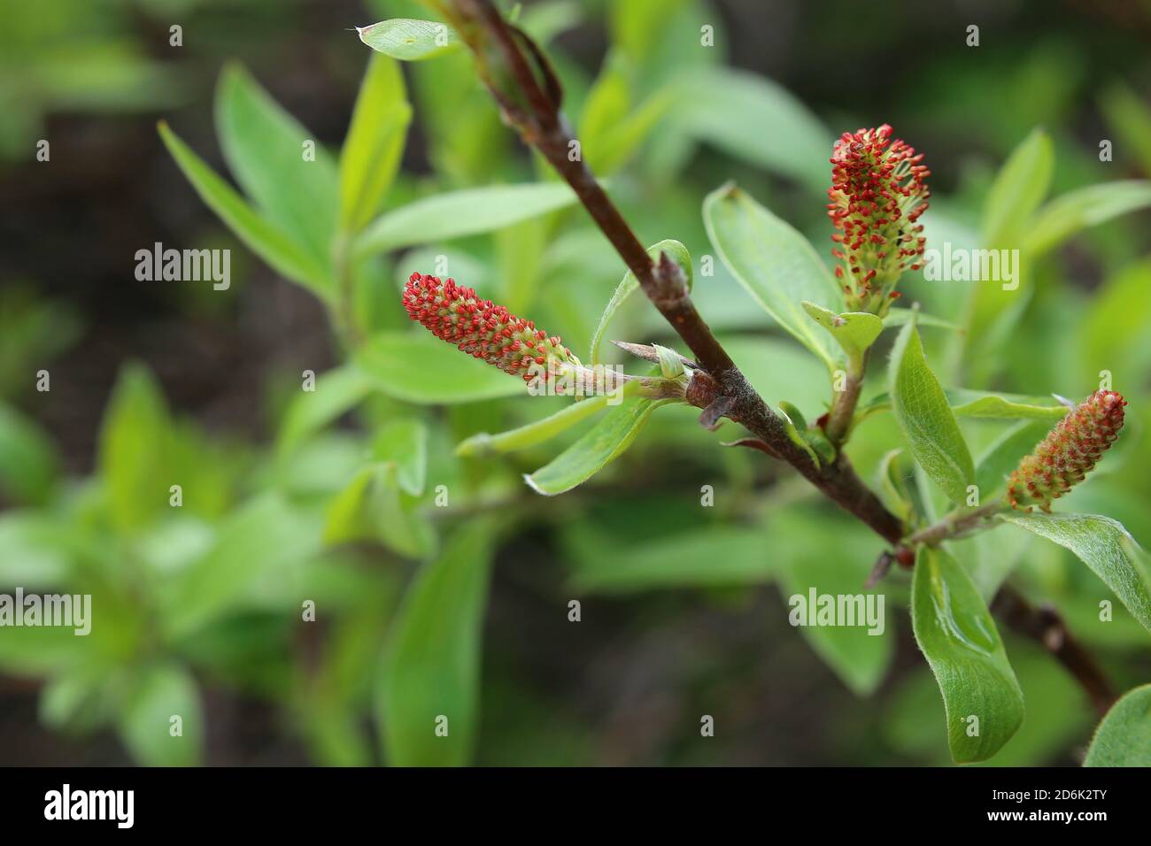 Catkins of Salix glauca, the grayleaf willow. Stock Photo