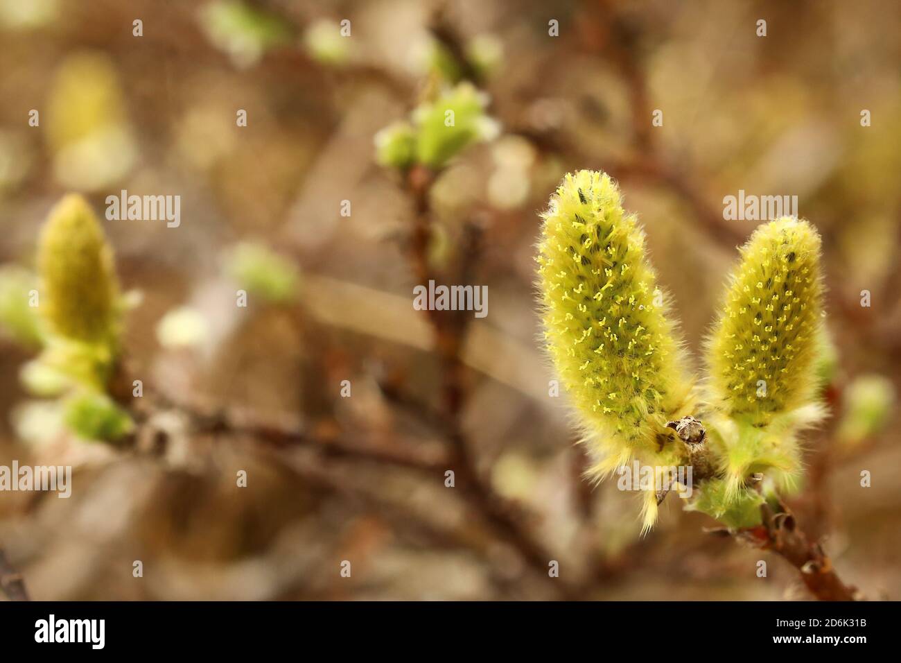 Catkins of Salix lanata, the woolly willow. Stock Photo