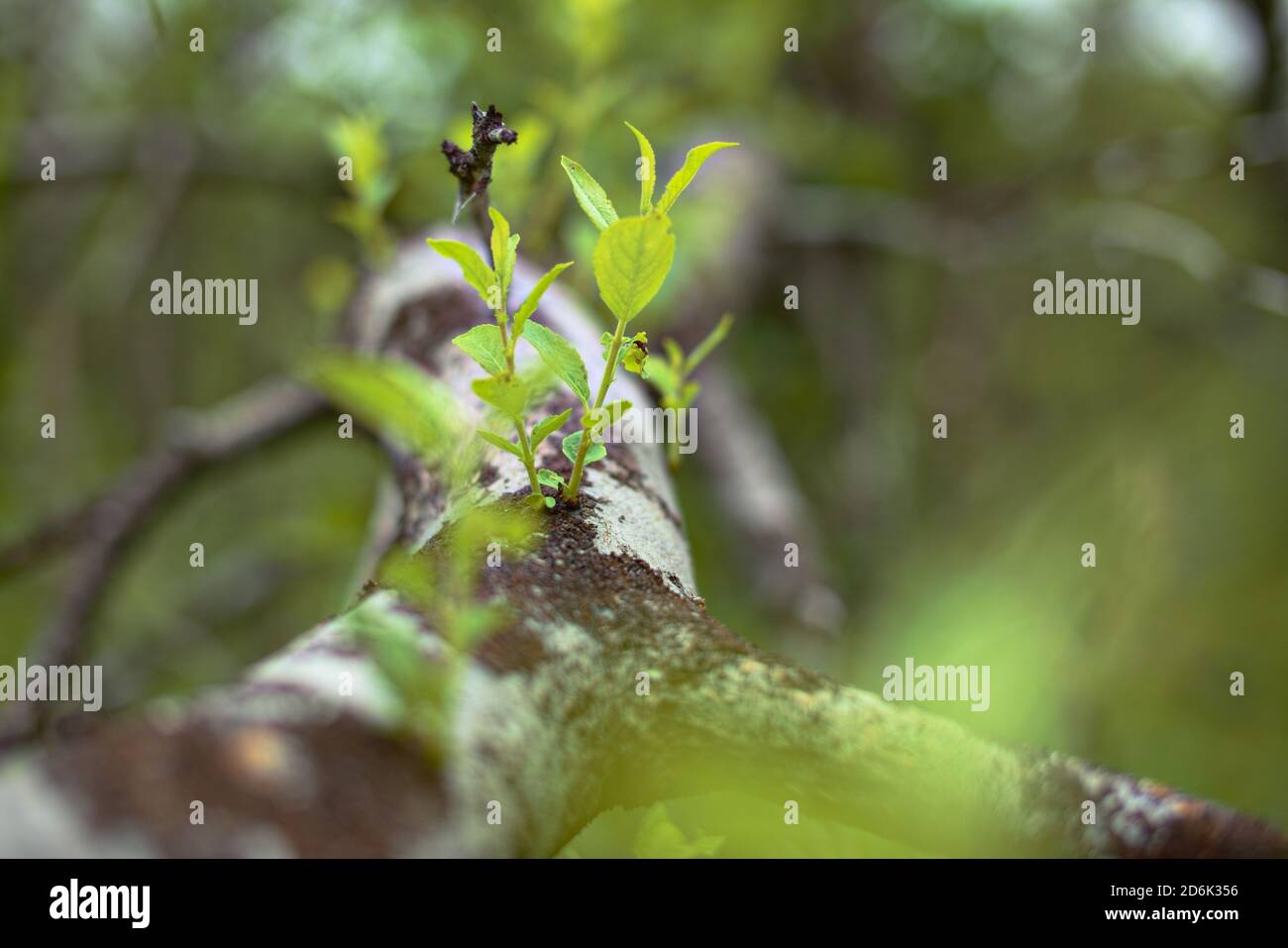 Sprouts of Salix myrsinifolia, the myrsine-leaved willow, growing from a fallen tree. Stock Photo