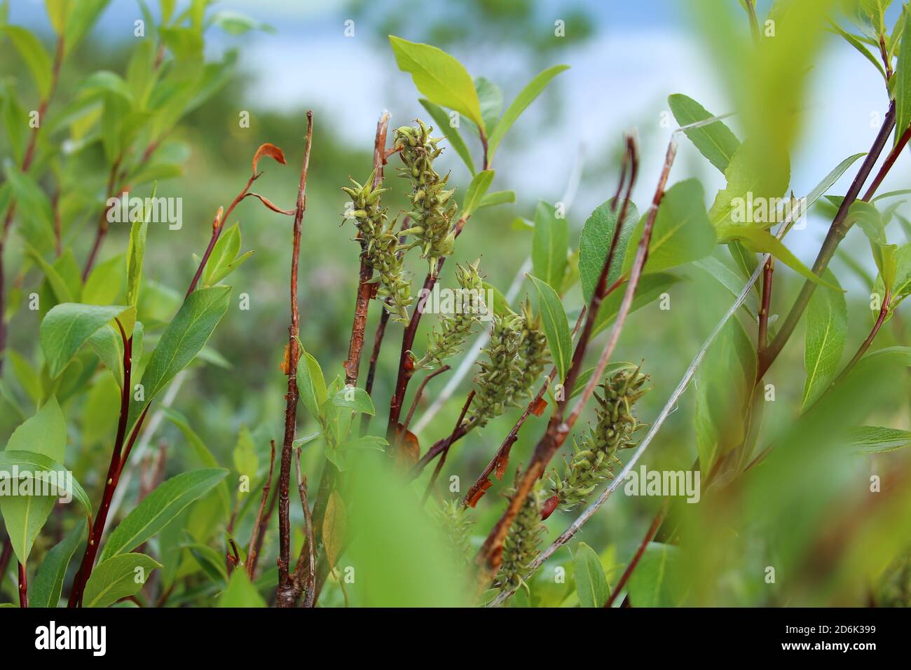 Catkins of Salix phylicifolia, the tea-leaved willow. Stock Photo