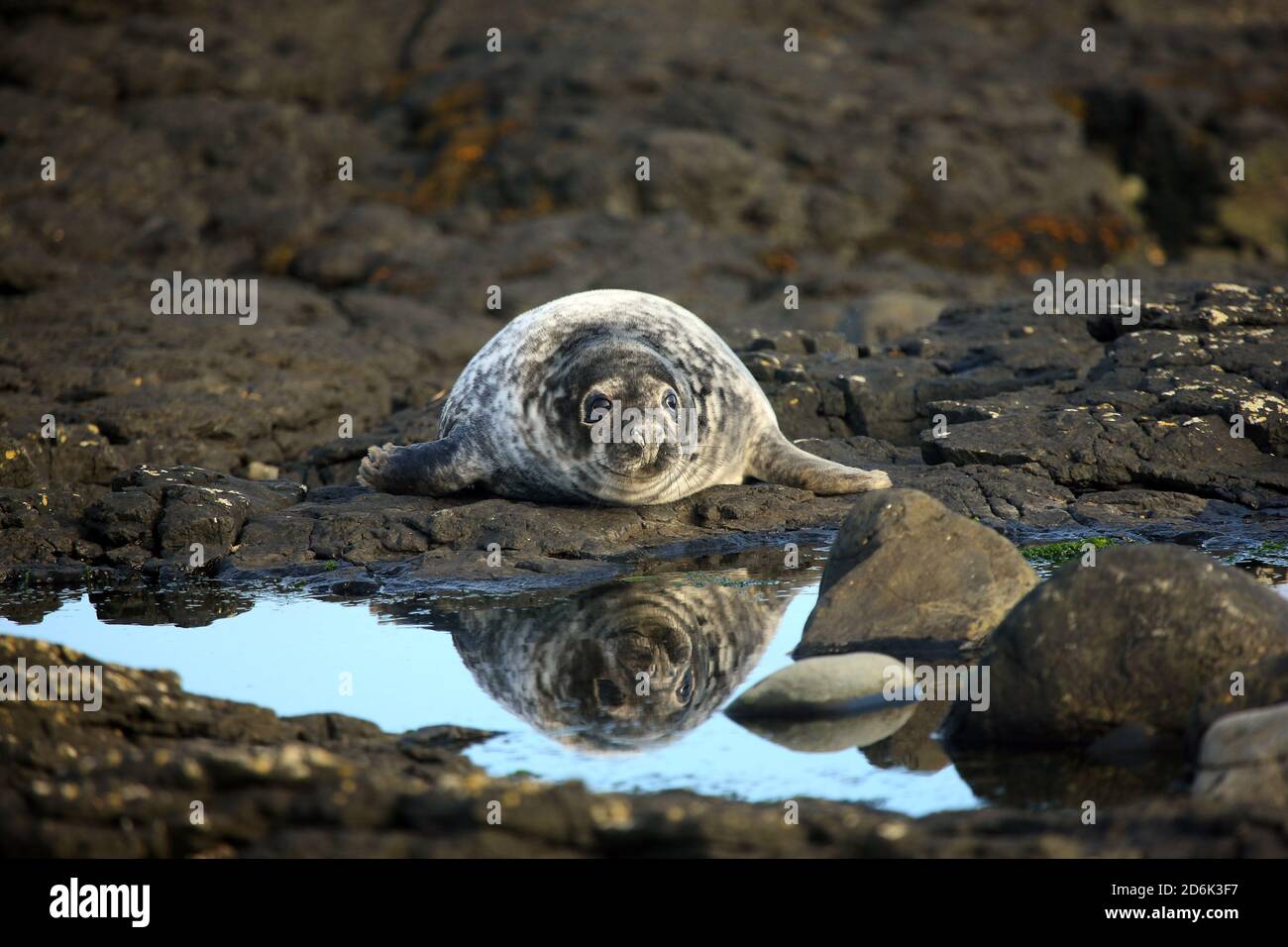 A three week old Grey seal pup reflected in a sea water pool. It's coat is turning from fluffy white to grey and waterproof before fending for itself. Stock Photo