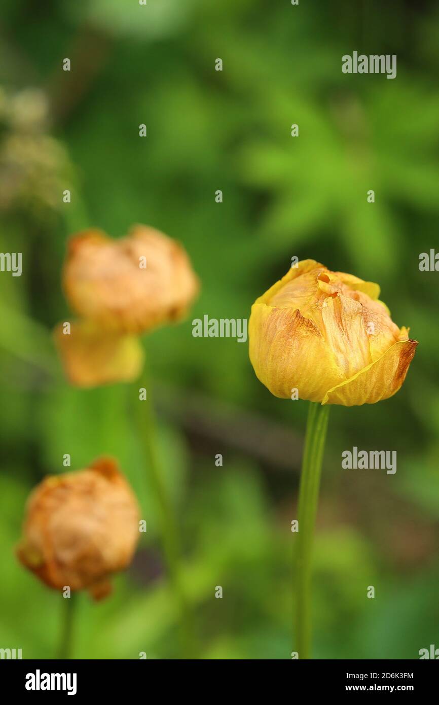 Withering blossoms of Trollius europaeus, the globe flower. Stock Photo