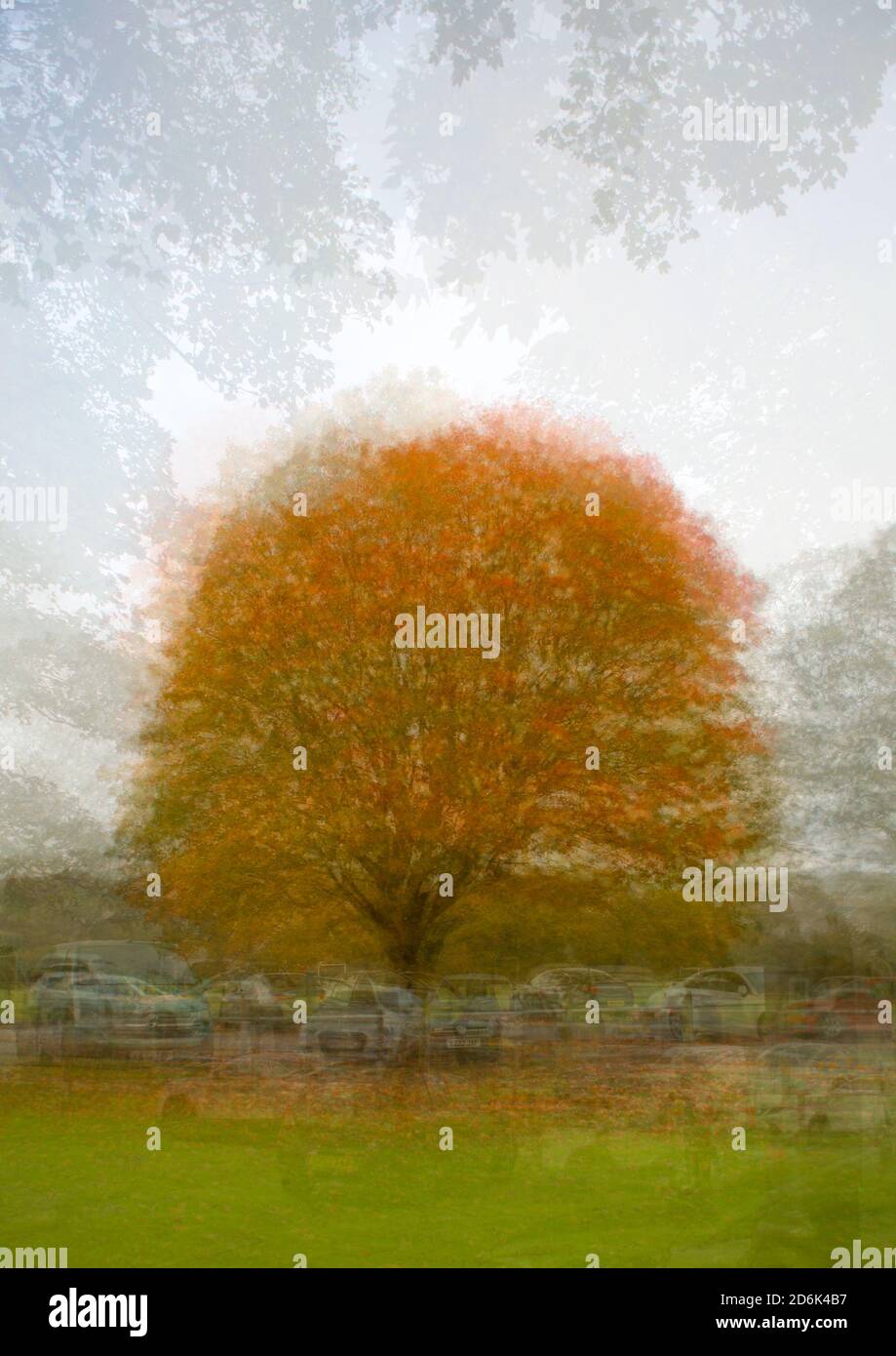 Oak tree in autumn/fall in Witton Park, Blackburn, England Stock Photo