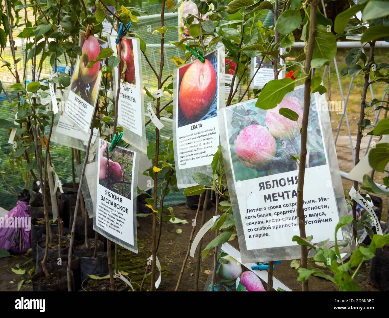 Plant descriptions hires stock photography and images Alamy