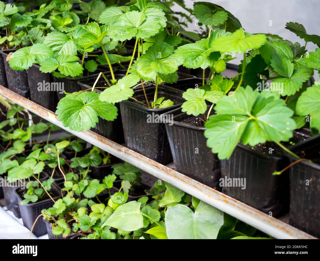 Plastic containers with seedlings of young varietal strawberries Stock ...