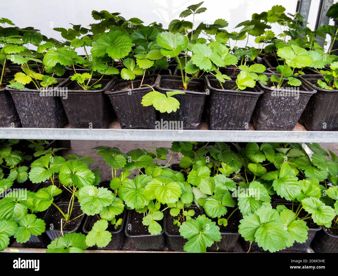 Strawberry seedlings in plastic containers are on the shelves Stock ...