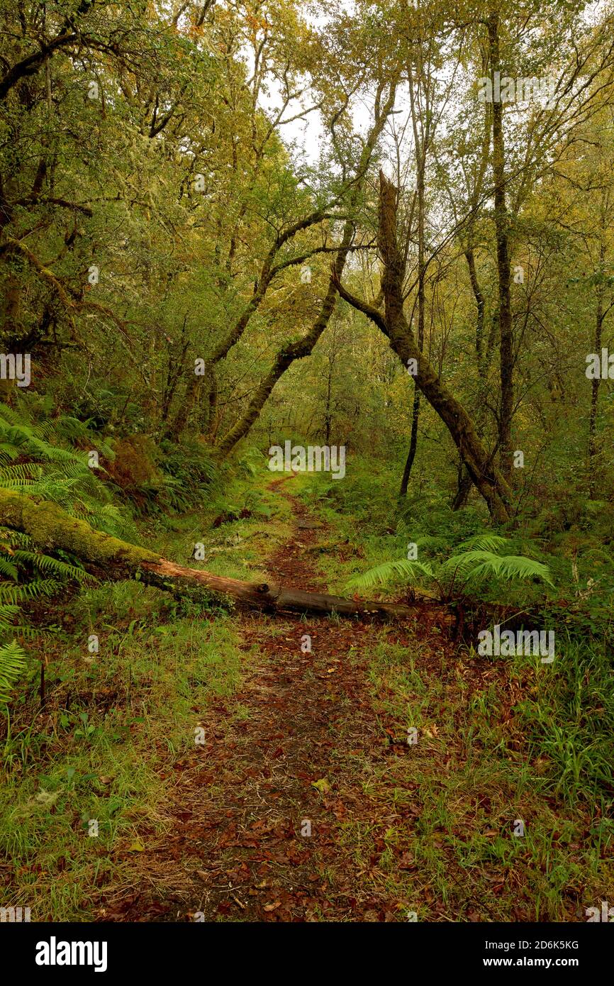 Shot of a tiny river in an autumn forest Stock Photo - Alamy