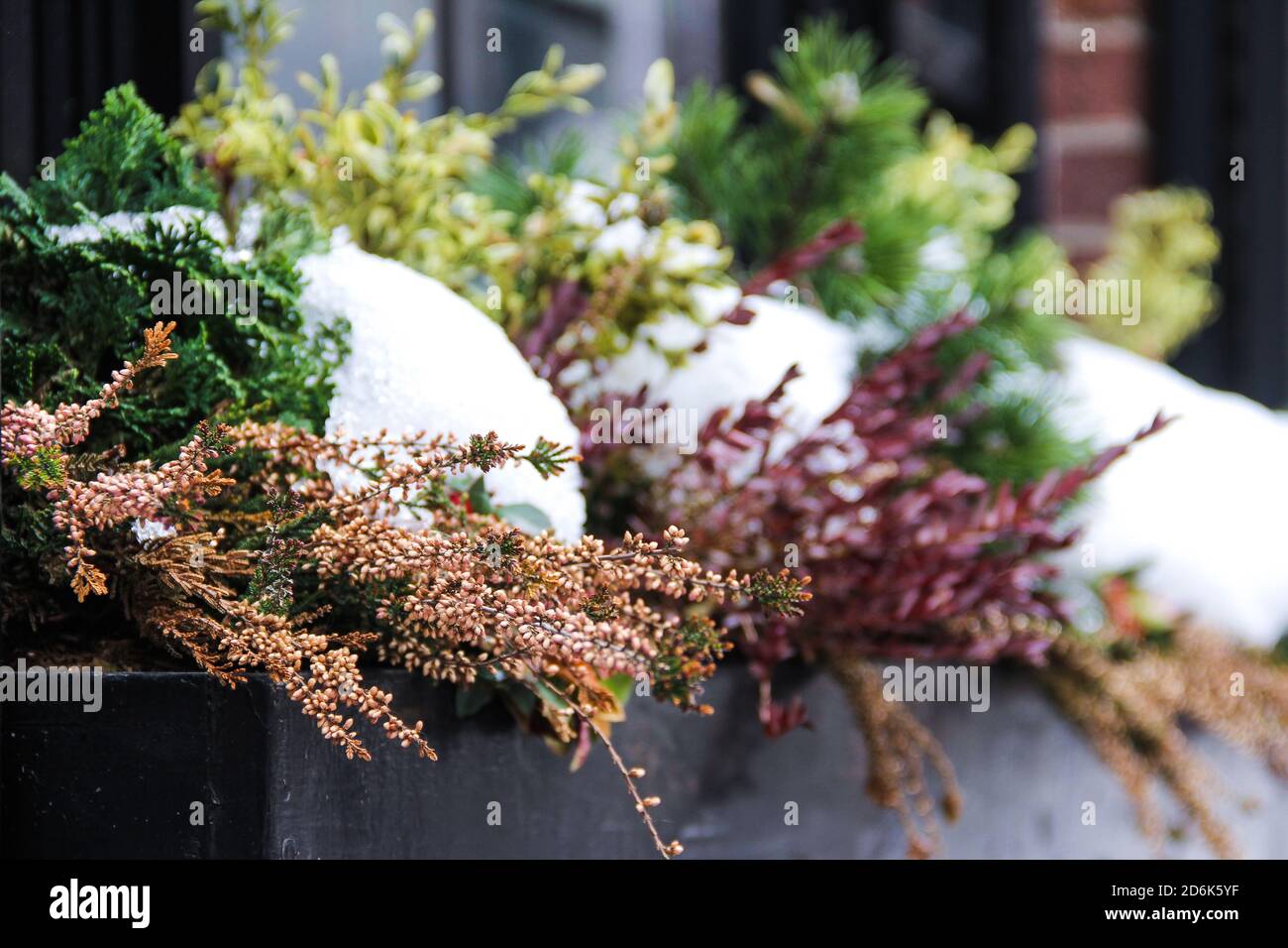 winter snow in the middle of Christmas plants in daylight Stock Photo