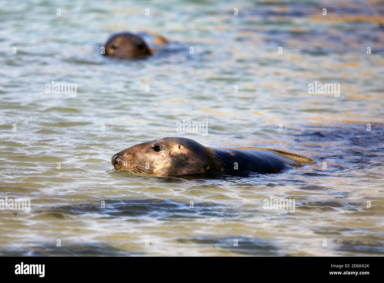 Grey Seals in shallow water in the west of Scotland Stock Photo