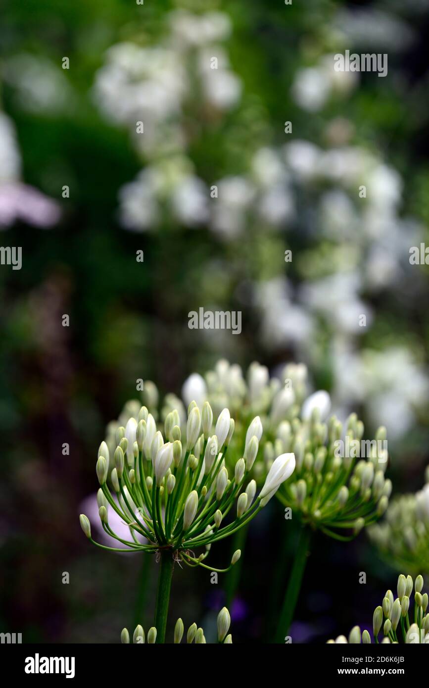agapanthus flower buds, nile lily, white, flower, flowers, flowering, mix, mixed, bed, border, perennial, cottage garden, RM Floral Stock Photo