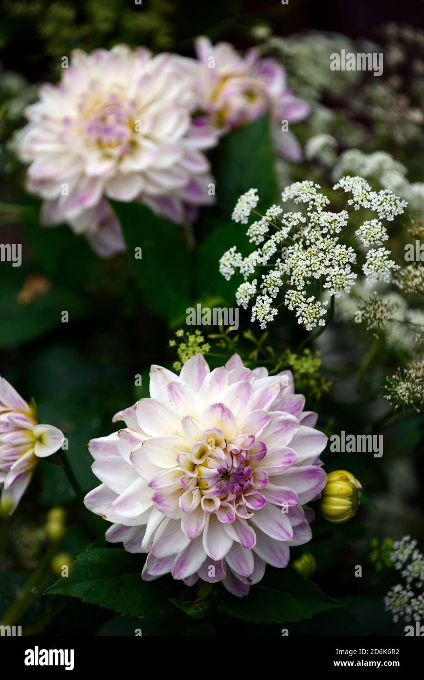 Dahlia Victoria Ann,white lilac flowers,flower,flowering,orlaya grandiflora,White lace flower,umbellifer,mix,mixed planting shceme,perrenials,annuals, Stock Photo