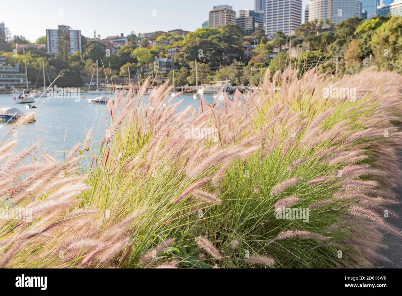 A low hedge of Nafray (Pennisetum alopecuroides) borders a path in the afternoon sun on Lavender Bay in Sydney Harbour, New South Wales, Australia Stock Photo