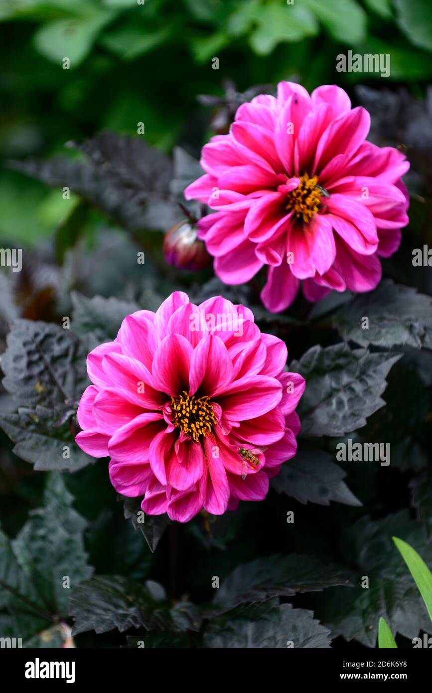 Dahlia fascination,decorative,semi-double pink flowers,flower,flowering,dark foliage,RM Floral Stock Photo