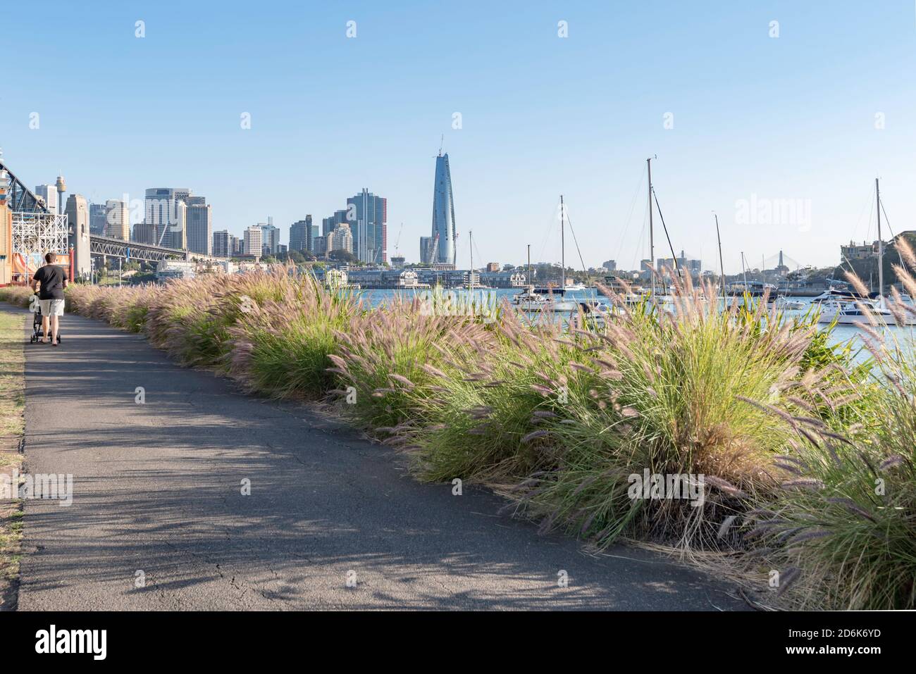 A low hedge of Nafray (Pennisetum alopecuroides) borders a path in the afternoon sun on Lavender Bay in Sydney Harbour, New South Wales, Australia Stock Photo