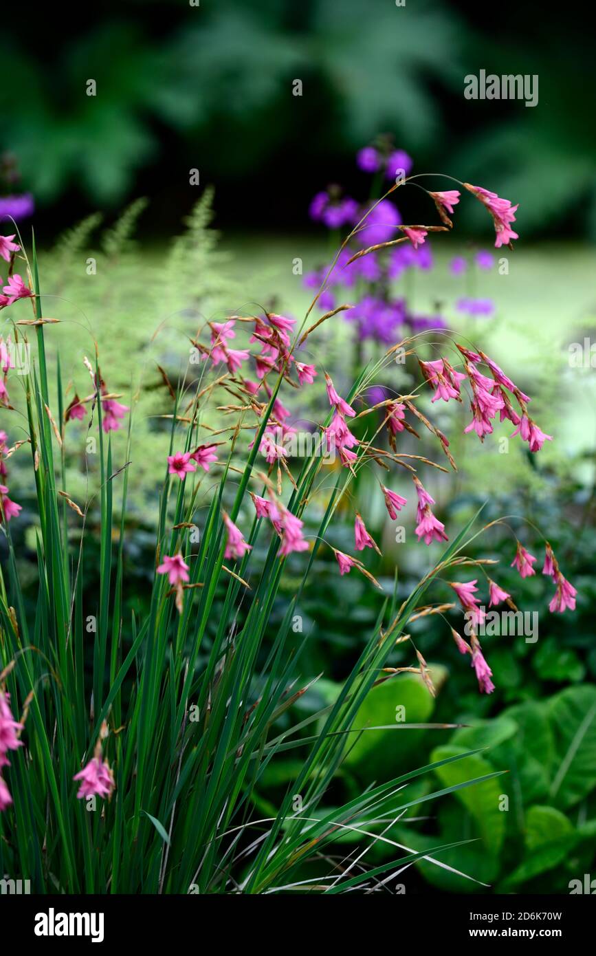 dierama igneum,pink coral flowers,perennials,arching,dangling,hanging ...