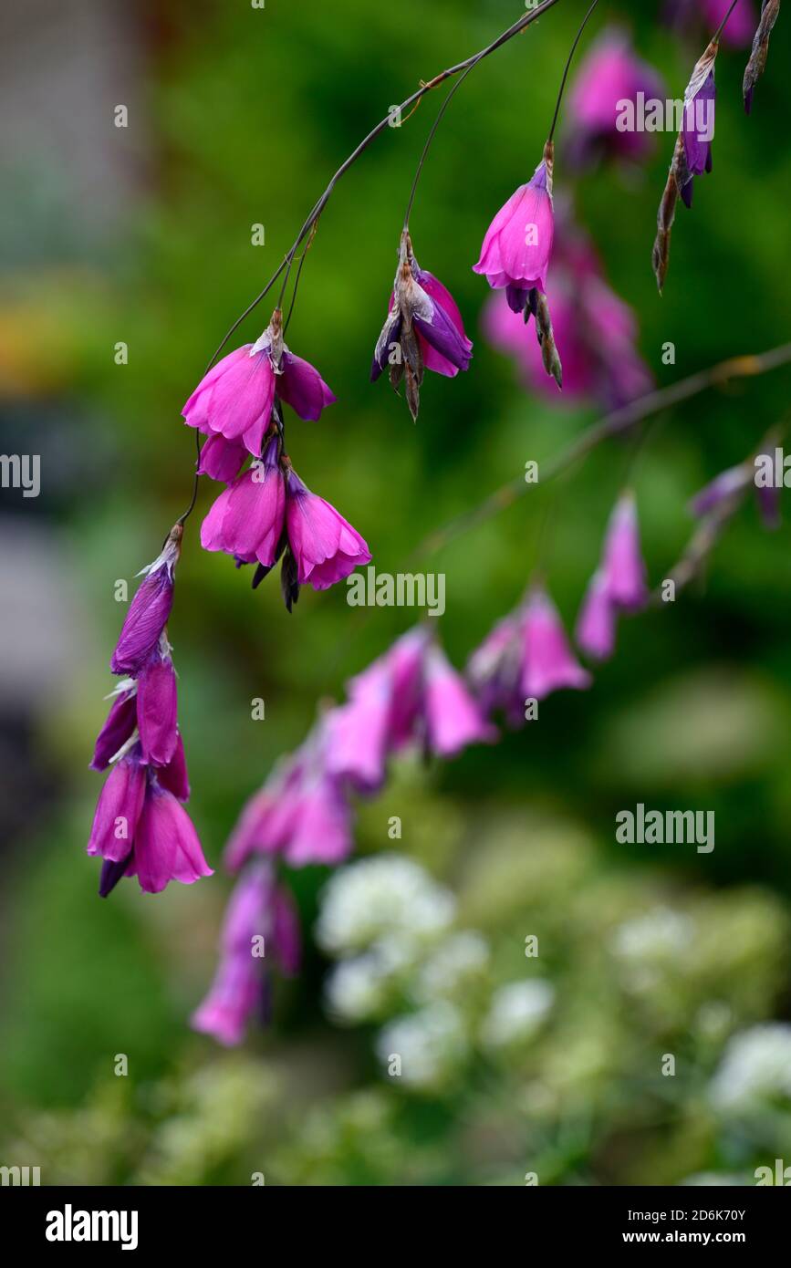 dierama pulcherrimum,purple flowers,flower,perennials,arching,dangling,hanging,bell shaped,angels fishing rods,RM Floral Stock Photo
