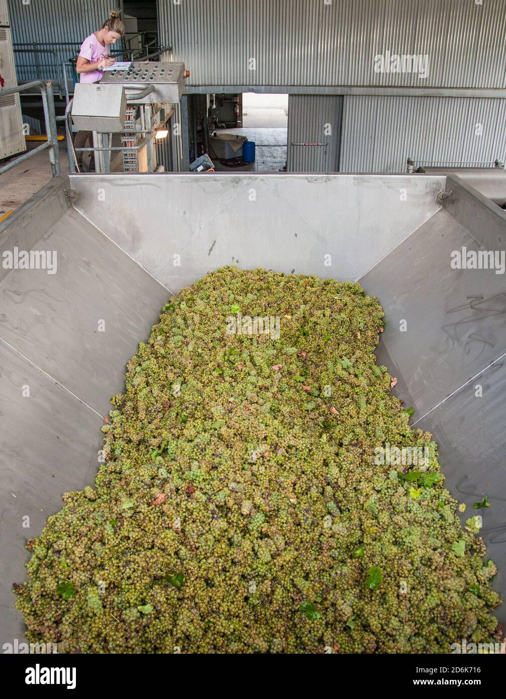 Lenswood, South Australia / Australia: A female worker operates a modern crusher filled with white wine grapes in the Adelaide Hills Stock Photo