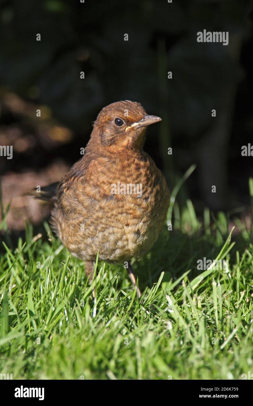 BLACKBIRD (Turdus merula) fledgling waiting in a garden setting for its parent bird to bring food, UK. Stock Photo