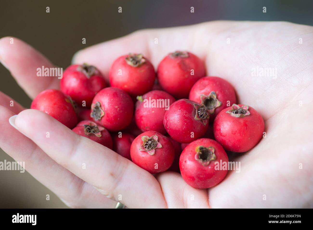 Hand full of red Scarlet Hawthorn fruits (Crataegus coccinea), Stock Photo