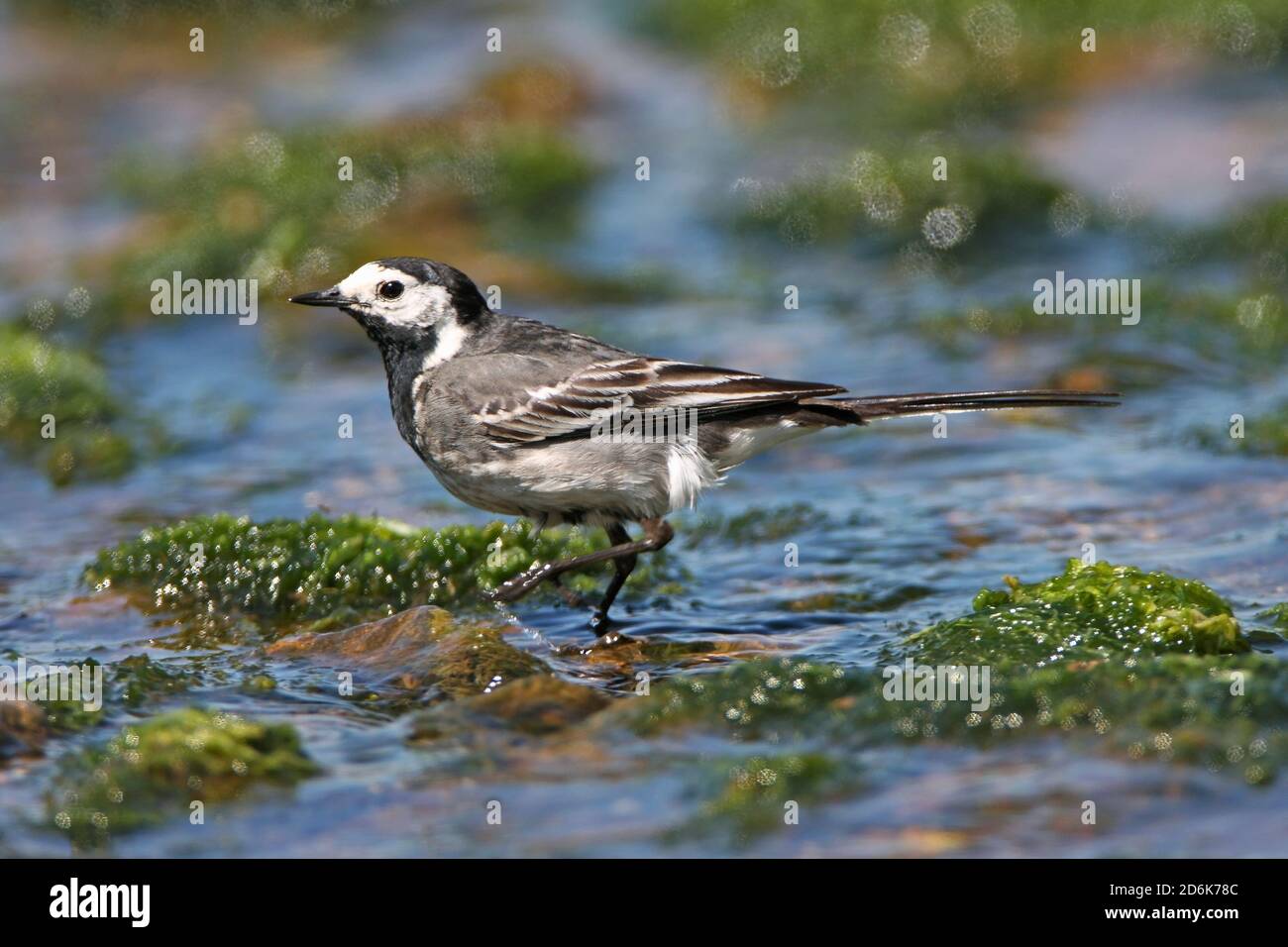 PIED WAGTAIL (Motacilla alba) hunting for insects in a freshwater stream, UK. Stock Photo