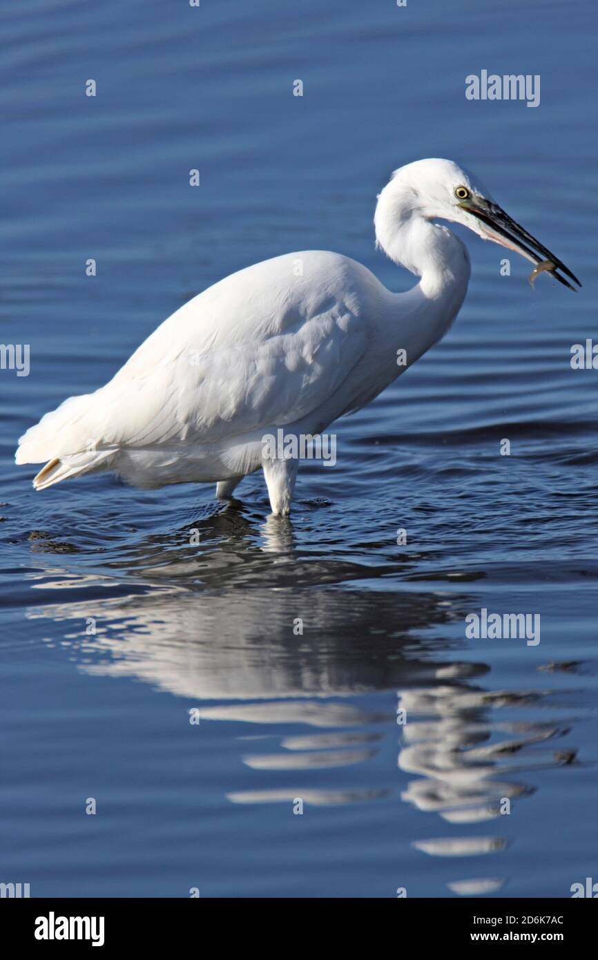 LITTLE EGRET with a fish, UK. Stock Photo
